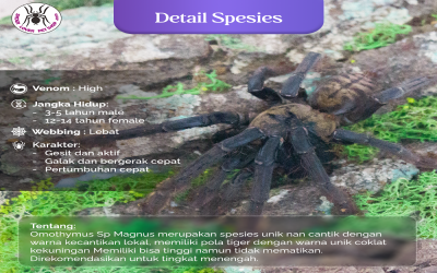 OMOTHYMUS SP MAGNUS JUVI TARANTULA 6-7 CM